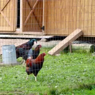 Comment créer un enclos sécurisé pour mes poules et mes oies afin de prévenir l’intrusion des nuisibles ? Comment créer un enclos sécurisé pour mes poules et mes oies afin de prévenir l’intrusion des nuisibles ?
