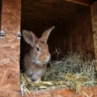 Quelles sont les bases pour se lancer dans l’élevage de lapins de chair ? Quelles sont les bases pour se lancer dans l’élevage de lapins de chair ?