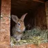 Quelles sont les bases pour se lancer dans l’élevage de lapins de chair ?