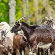 Comment démarrer un élevage de chèvres ou de moutons : étapes et conseils Comment démarrer un élevage de chèvres ou de moutons : étapes et conseils