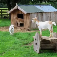 Comment choisir le bon abri pour mes chèvres ? Comment choisir le bon abri pour mes chèvres ?