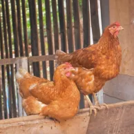 Techniques naturelles pour contrôler les parasites chez vos poules Techniques naturelles pour contrôler les parasites chez vos poules