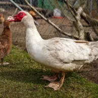 Conseils pratiques pour aménager un coin pour vos canards dans votre jardin Conseils pratiques pour aménager un coin pour vos canards dans votre jardin