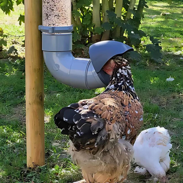 Mangeoires anti-nuisibles pour poules Mangeoires anti-nuisibles pour poules