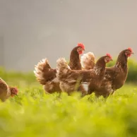 Les meilleurs aliments pour augmenter la production d’œufs de vos poules Les meilleurs aliments pour augmenter la production d’œufs de vos poules