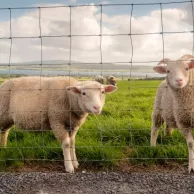 Quelle clôture choisir pour offrir de la sécurité à vos chèvres et vos moutons ? Quelle clôture choisir pour offrir de la sécurité à vos chèvres et vos moutons ?
