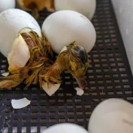 Utilisation d’une couveuse et d’un humidificateur pour un élevage de canetons réussi Utilisation d’une couveuse et d’un humidificateur pour un élevage de canetons réussi