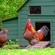 Comment sélectionner et placer votre poulailler dans votre jardin ? Comment sélectionner et placer votre poulailler dans votre jardin ?