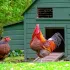 Comment sélectionner et placer votre poulailler dans votre jardin ?