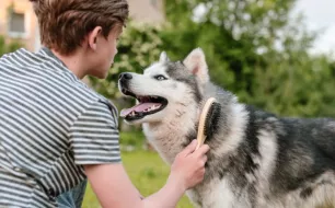 Comment entretenir le pelage de votre chien à la maison avec de bons équipements ?