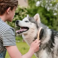 Comment entretenir le pelage de votre chien à la maison avec de bons équipements ? Comment entretenir le pelage de votre chien à la maison avec de bons équipements ?
