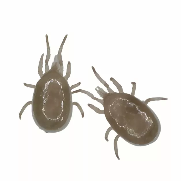 Androlis, lutte biologique contre les poux rouges