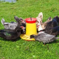 Quelle alimentation est recommandée pour des canards en bonne santé ? Quelle alimentation est recommandée pour des canards en bonne santé ?