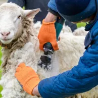 Le matériel indispensable pour la santé de vos moutons et vos chèvres Le matériel indispensable pour la santé de vos moutons et vos chèvres