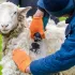 Le matériel indispensable pour la santé de vos moutons et vos chèvres