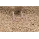 Litière de Miscanthus avec tabac