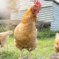 Guide complet pour aménager un poulailler esthétique dans un jardin urbain Guide complet pour aménager un poulailler esthétique dans un jardin urbain