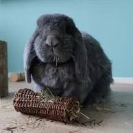 3 jouets incontournables pour divertir et stimuler vos lapins de compagnie 3 jouets incontournables pour divertir et stimuler vos lapins de compagnie