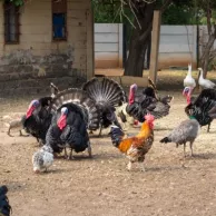 Comment faire cohabiter vos poules avec d’autres volailles grâce à des enclos adaptés ? Comment faire cohabiter vos poules avec d’autres volailles grâce à des enclos adaptés ?