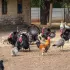 Comment faire cohabiter vos poules avec d’autres volailles grâce à des enclos adaptés ?