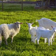 Quelles sont les clôtures les plus adaptées à vos chèvres et moutons ? Quelles sont les clôtures les plus adaptées à vos chèvres et moutons ?
