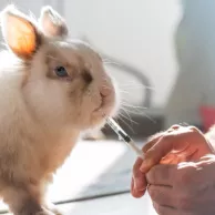 Prévenir les maladies chez votre lapin : les soins et compléments indispensables Prévenir les maladies chez votre lapin : les soins et compléments indispensables