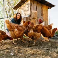 4 conseils pour préparer votre poulailler pour l’été 4 conseils pour préparer votre poulailler pour l’été