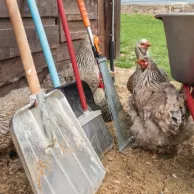 Conseils pratiques pour un entretien efficace de votre poulailler Conseils pratiques pour un entretien efficace de votre poulailler