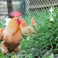 Comment utiliser les plantes et les répulsifs naturels pour protéger vos poules des poux rouges ? Comment utiliser les plantes et les répulsifs naturels pour protéger vos poules des poux rouges ?