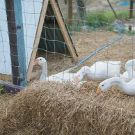Comment choisir le meilleur abri pour vos oies et canards ? Comment choisir le meilleur abri pour vos oies et canards ?