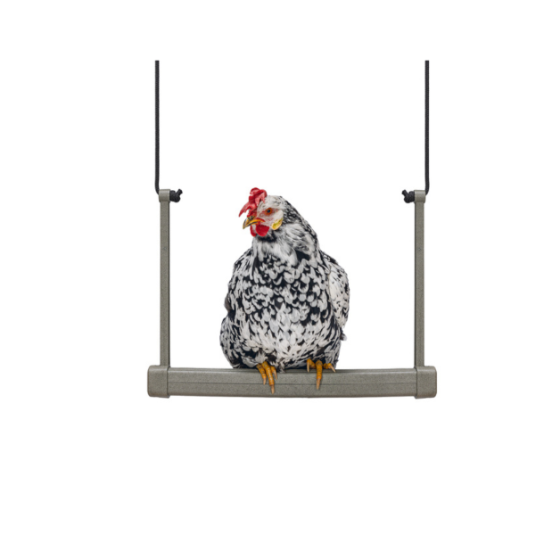 Balançoire en bois pour poule Balançoire en bois pour poule