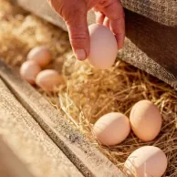 Alimentation pour une ponte abondante : nos recommandations pour vos poules Alimentation pour une ponte abondante : nos recommandations pour vos poules