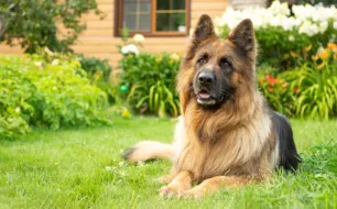 Aménager un espace extérieur confortable pour votre chien : nos conseils pratiques et produits essentiels