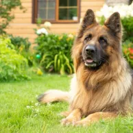 Aménager un espace extérieur confortable pour votre chien : nos conseils pratiques et produits essentiels Aménager un espace extérieur confortable pour votre chien : nos conseils pratiques et produits essentiels