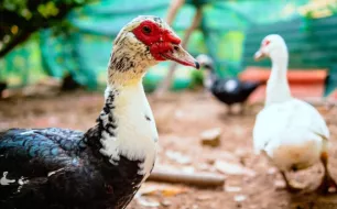 Un espace sécurisé pour vos canards et oies : quels équipements choisir ? Un espace sécurisé pour vos canards et oies : quels équipements choisir ?