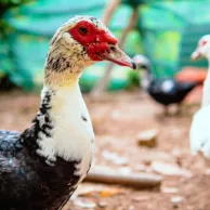 Un espace sécurisé pour vos canards et oies : quels équipements choisir ? Un espace sécurisé pour vos canards et oies : quels équipements choisir ?
