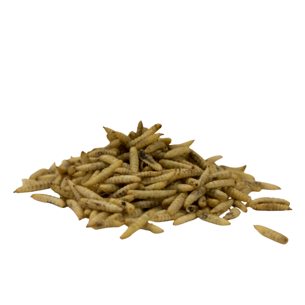 Aliment complémentaire à base de larves séchées Cripsy Worms