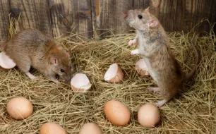 Quelles solutions raticides pour garantir la sécurité de vos volailles ? Quelles solutions raticides pour garantir la sécurité de vos volailles ?