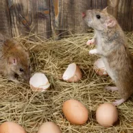 Quelles solutions raticides pour garantir la sécurité de vos volailles ? Quelles solutions raticides pour garantir la sécurité de vos volailles ?