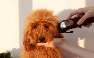Quels chiens doivent être tondus et quelle tondeuse utiliser ? Quels chiens doivent être tondus et quelle tondeuse utiliser ?
