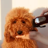 Quels chiens doivent être tondus et quelle tondeuse utiliser ? Quels chiens doivent être tondus et quelle tondeuse utiliser ?