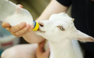 Conseils et accessoires pour prendre soin d’un chevreau rejeté par sa mère Conseils et accessoires pour prendre soin d’un chevreau rejeté par sa mère