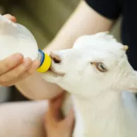 Conseils et accessoires pour prendre soin d’un chevreau rejeté par sa mère Conseils et accessoires pour prendre soin d’un chevreau rejeté par sa mère