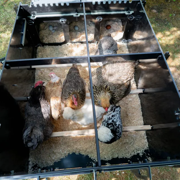 New modèle de poulailler Nestera