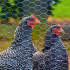 Treillis : Produit:Mailles hexagonales (poules) H 1 M - L 50 M