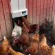 Portier automatique ChickenGuard All-in-One