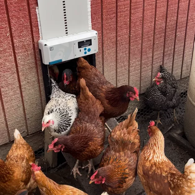 Portier automatique ChickenGuard All-in-One