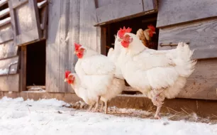 Comment assurer l’isolation et le confort du poulailler en hiver ?