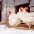 Comment assurer l’isolation et le confort du poulailler en hiver ?