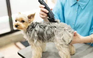 4 astuces pour entretenir son matériel de tonte pour chiens